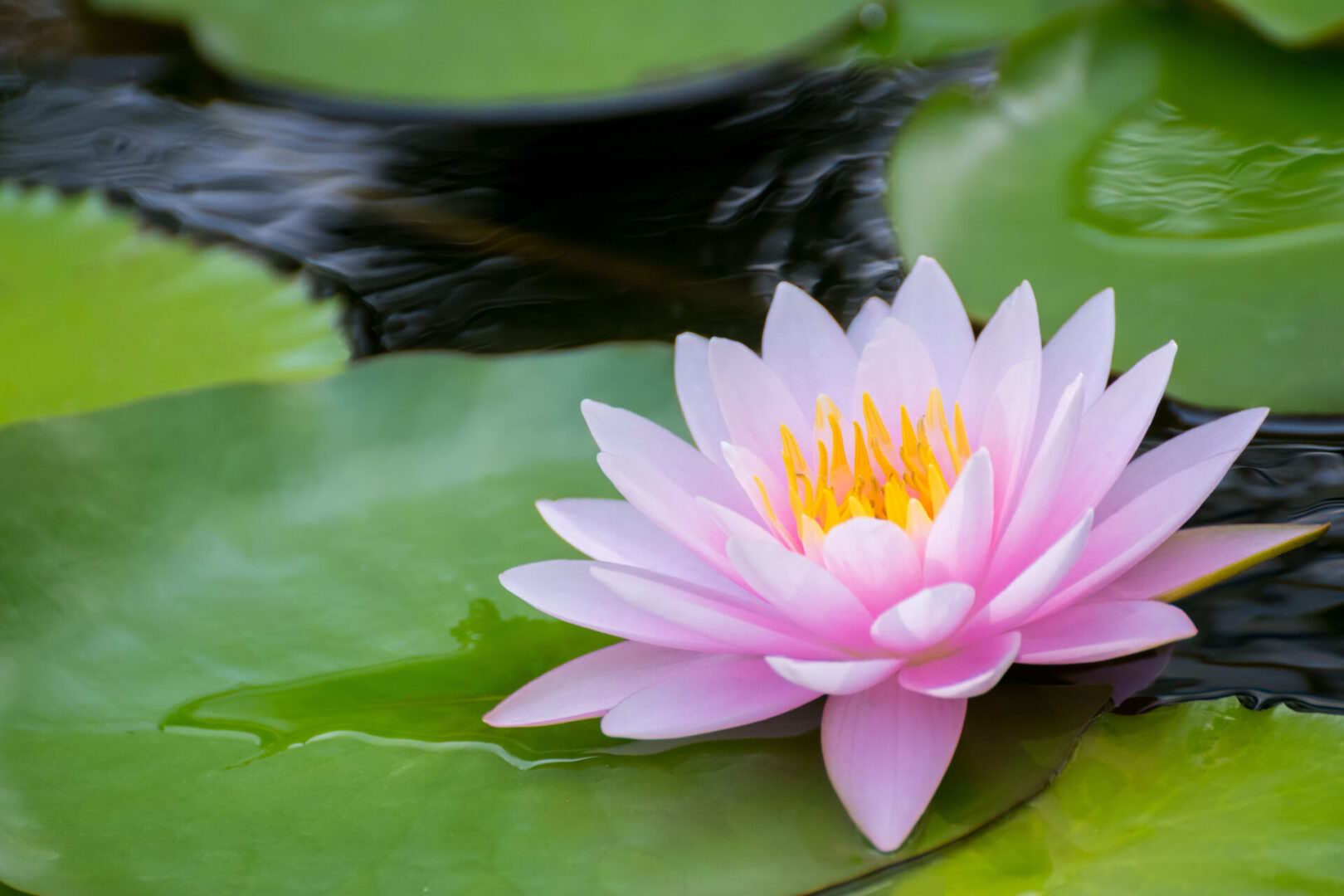 A pink water lily is sitting on the surface of a pond.